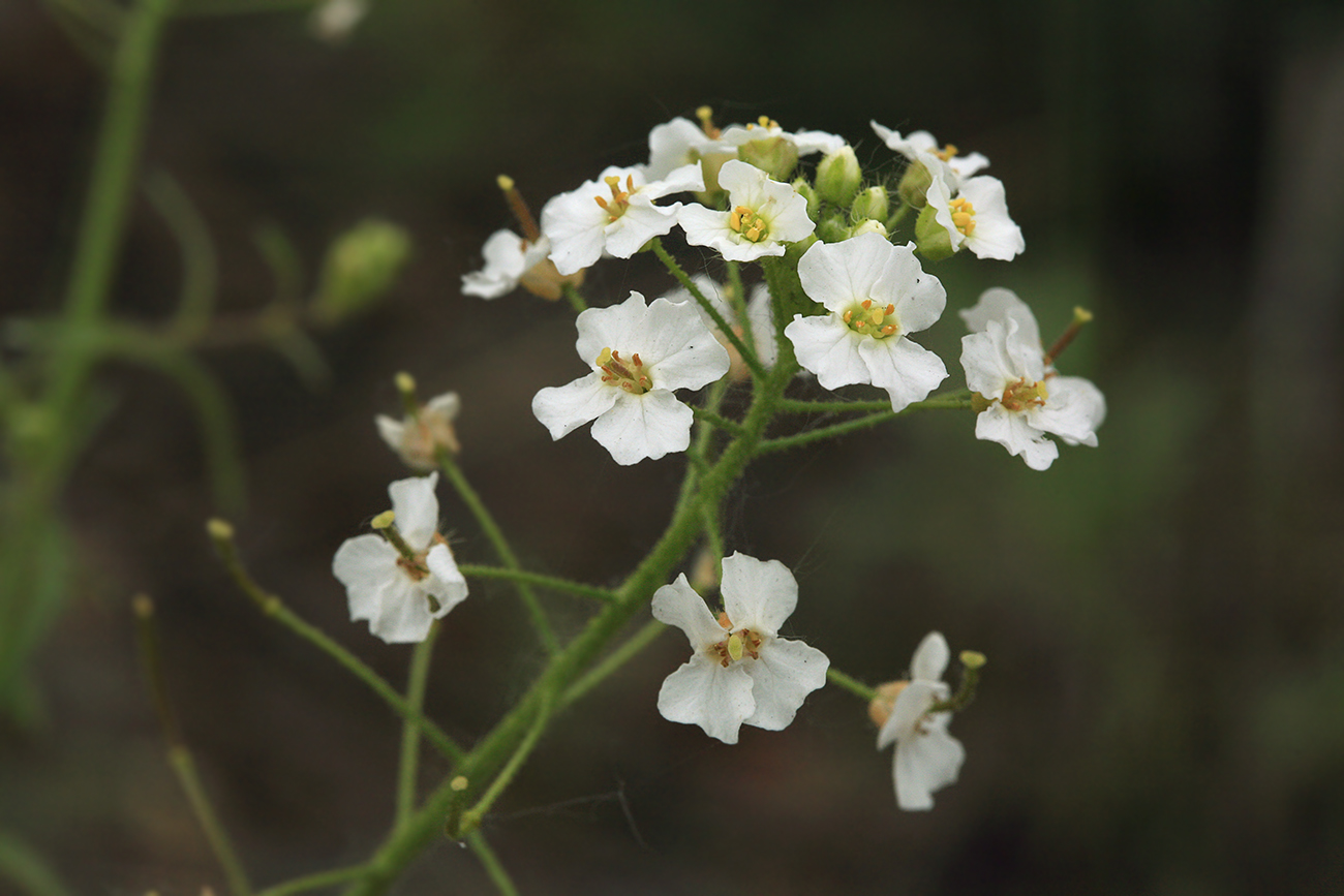 Изображение особи Dontostemon pinnatifidus.