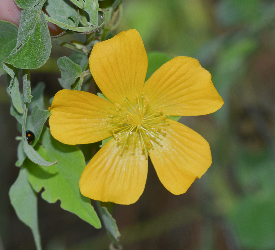 Изображение особи Abutilon mauritianum ssp. zanzibaricum.