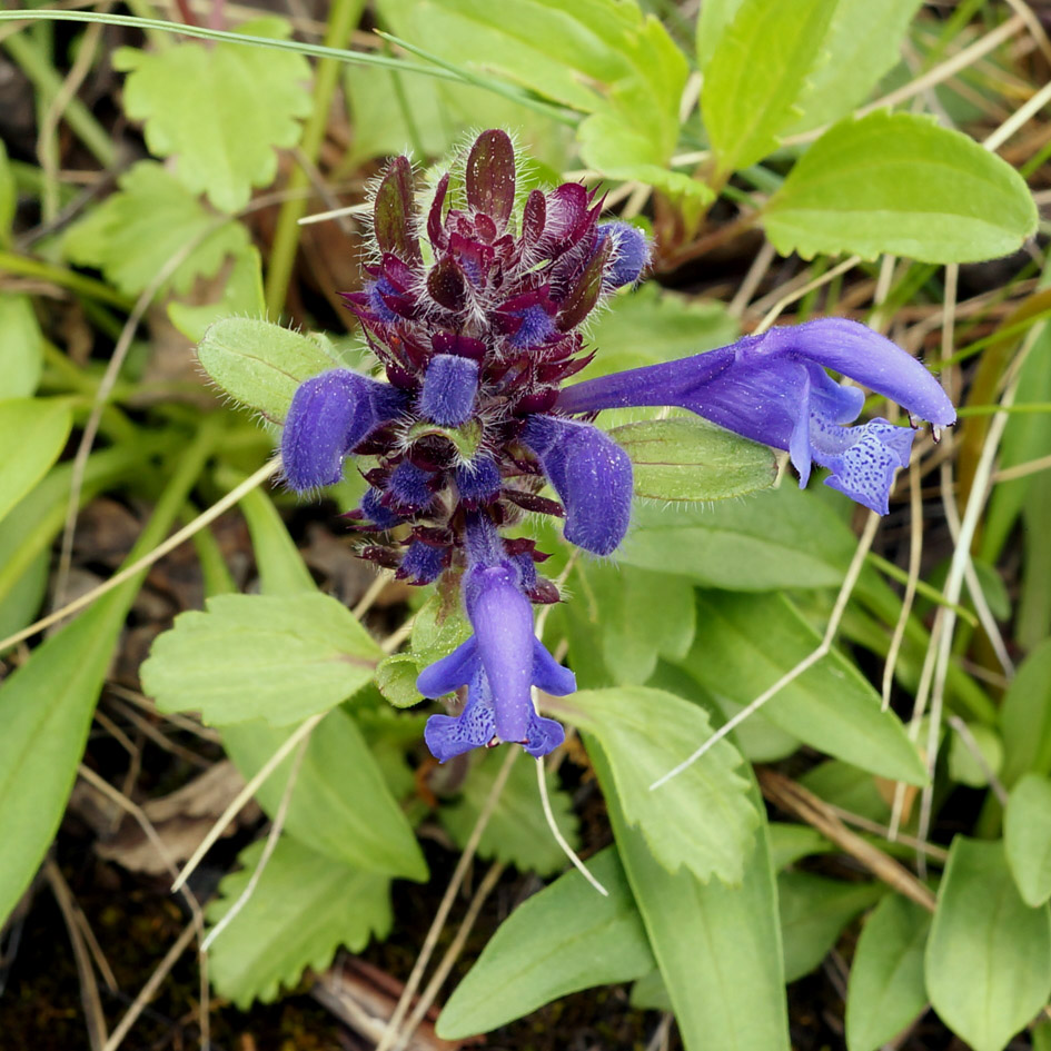 Изображение особи Dracocephalum stellerianum.