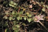 Anagallis tenella. Цветущее и плодоносящее растение. Нидерланды, провинция Gelderland, община Bronkhorst, окр. дер. Zelhem, участок со снятым несколько лет назад верхним слоем почвы. 10 июля 2010 г.