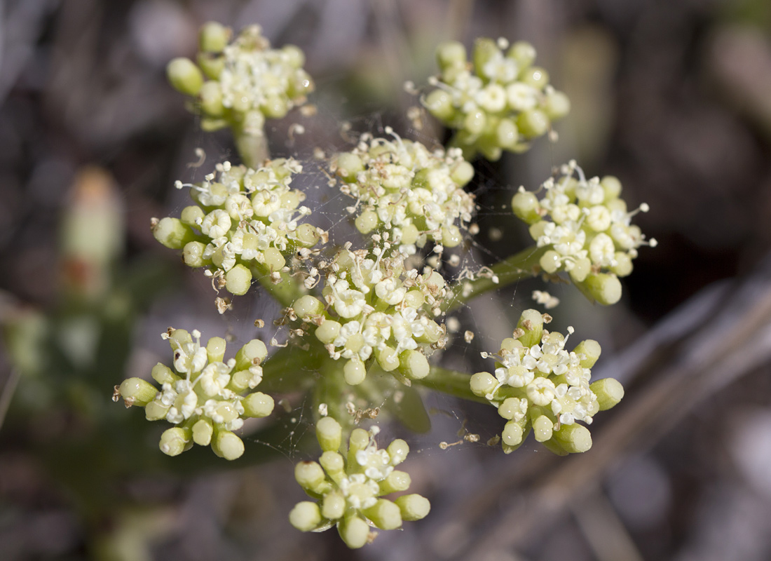 Изображение особи Crithmum maritimum.