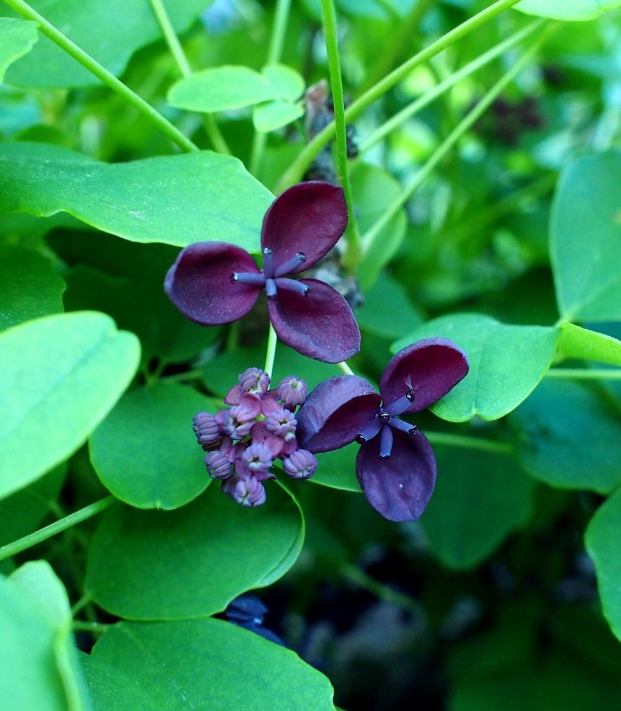 Изображение особи Akebia quinata.