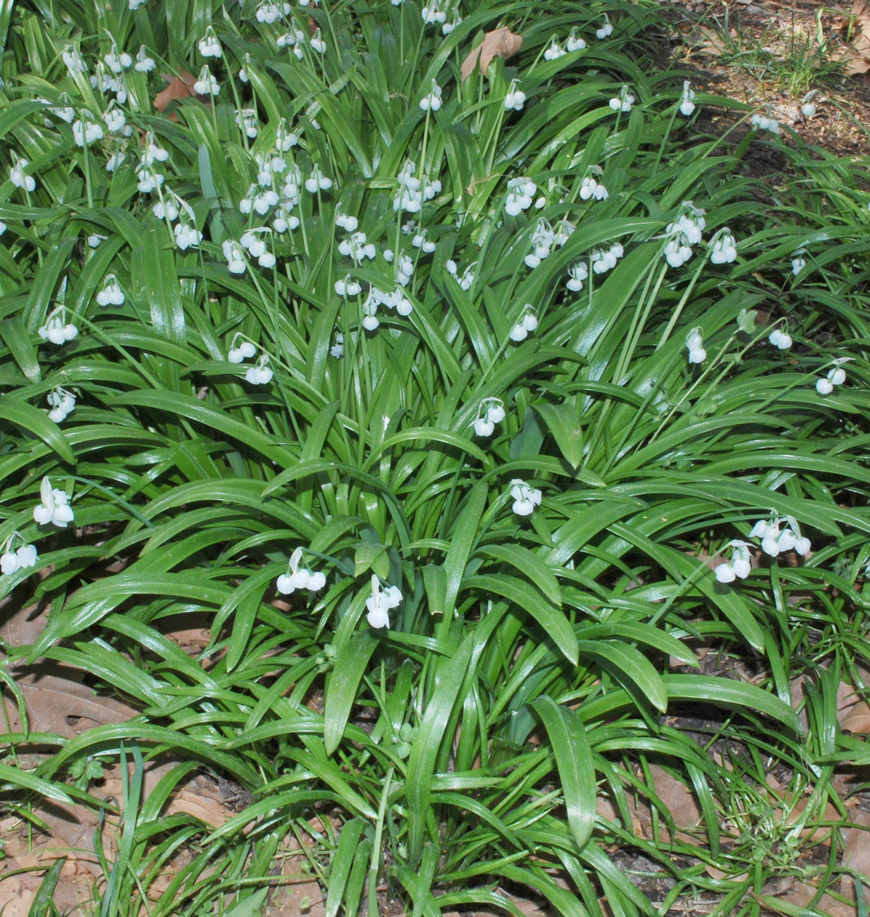 Image of Allium paradoxum specimen.