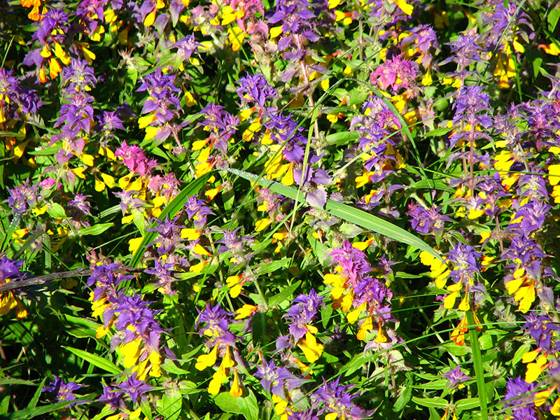 Image of Melampyrum nemorosum specimen.