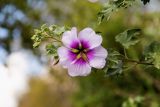 Malva subovata