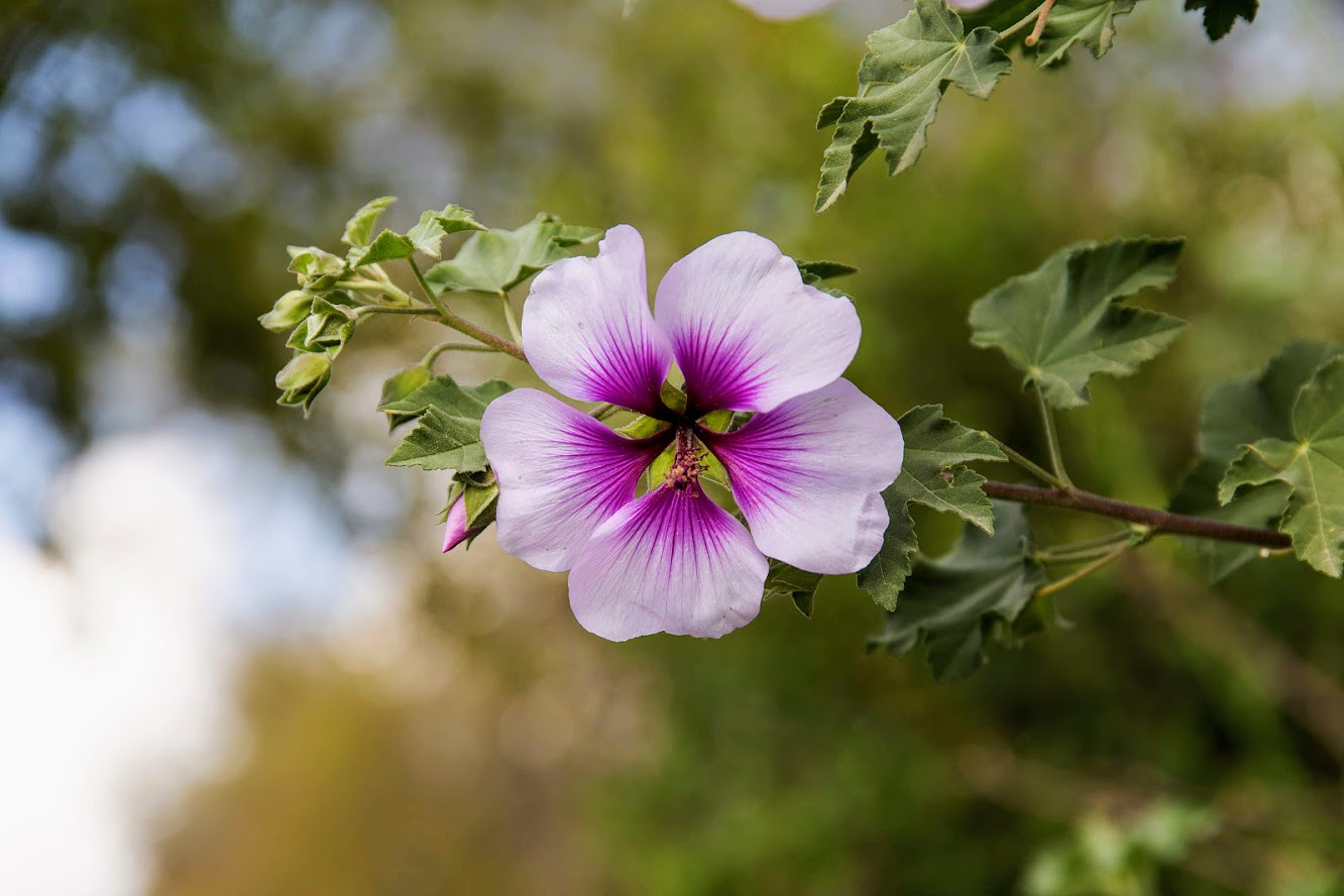 Image of Malva subovata specimen.