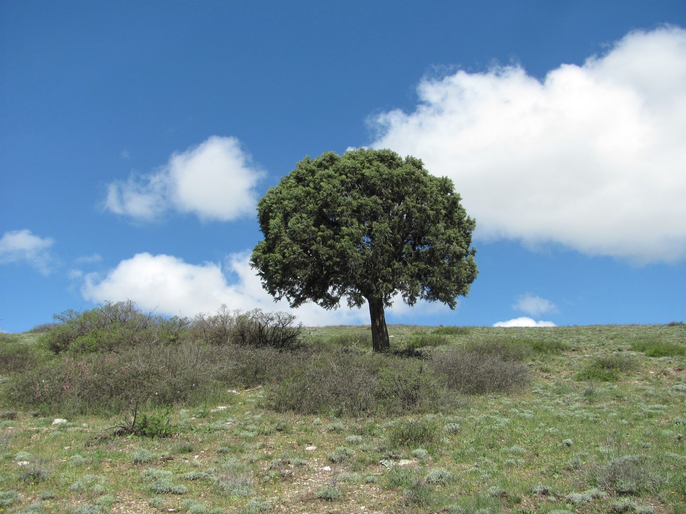 Image of Juniperus polycarpos specimen.