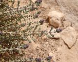 Thymbra capitata