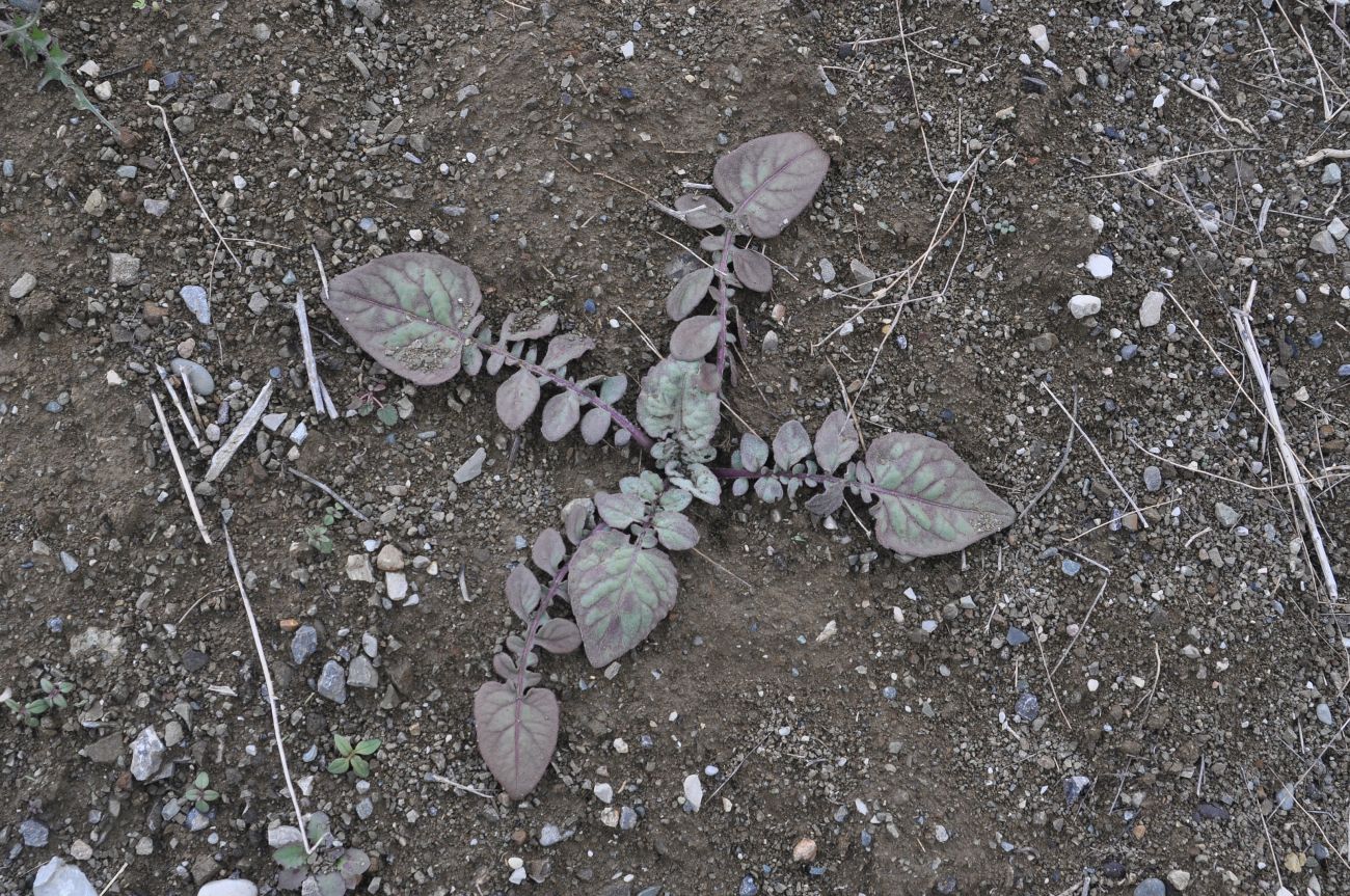 Изображение особи семейство Asteraceae.