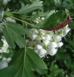 род Crataegus