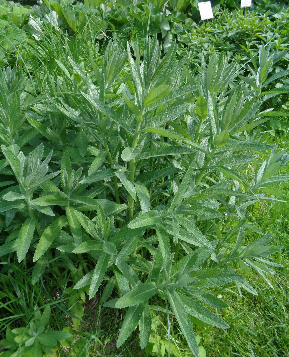 Image of Senecio paludosus specimen.