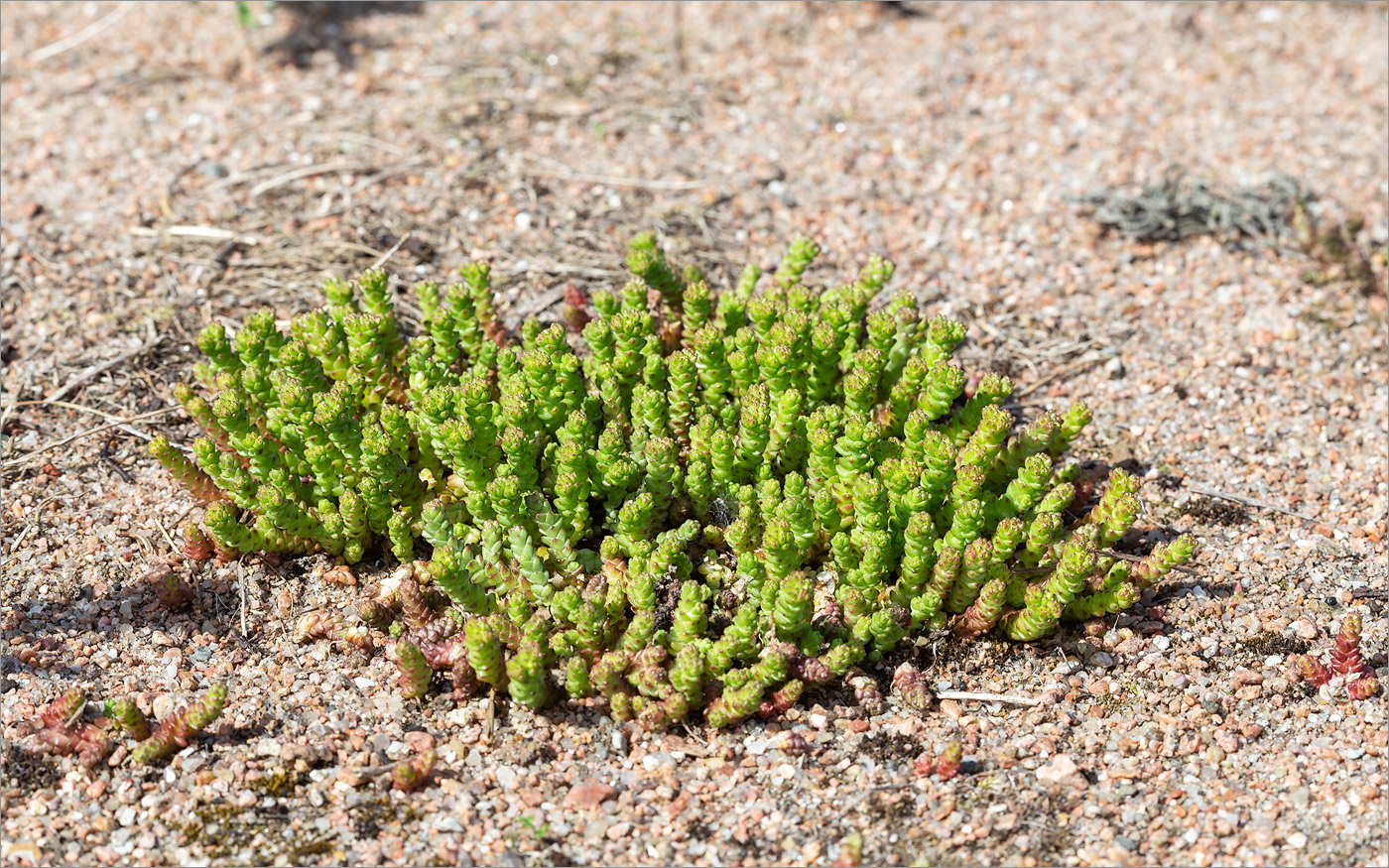 Изображение особи Sedum acre.