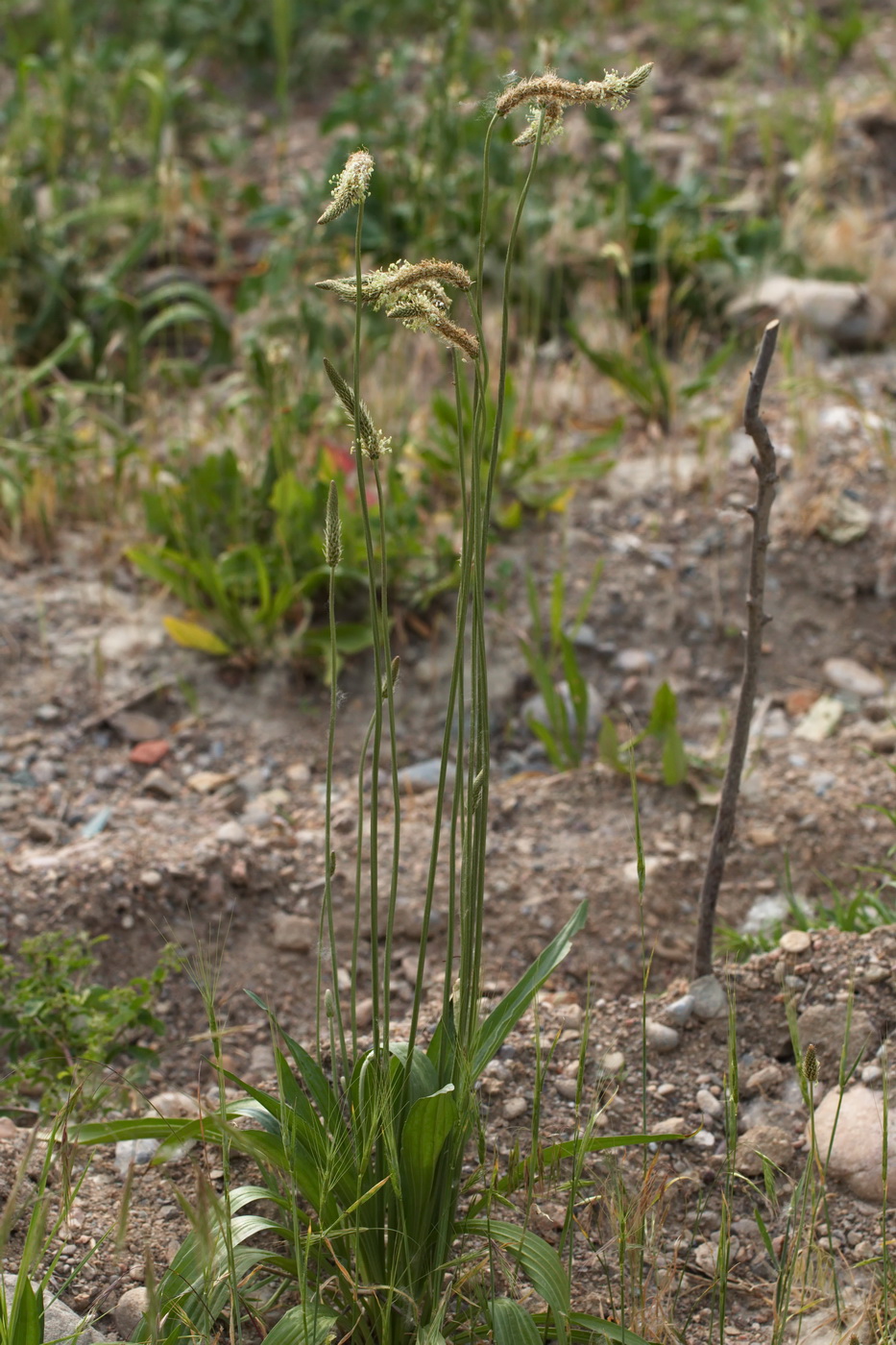 Image of Plantago lanceolata specimen.