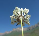 Scabiosa ochroleuca. Соцветие (вид со стороны обёртки). Кабардино-Балкария, Эльбрусский р-н, окр. с. Былым, ок. 1200 м н.у.м., каменистое место. 03.07.2019.