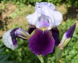 Iris × hybrida. Цветок и бутон. Узбекистан, г. Ташкент, пос. Улугбек, в культуре. 30.04.2019.