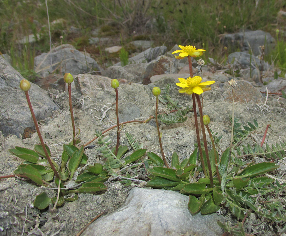 Image of Halerpestes salsuginosa specimen.