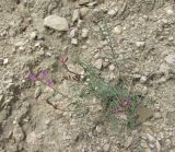 Astragalus haesitabundus