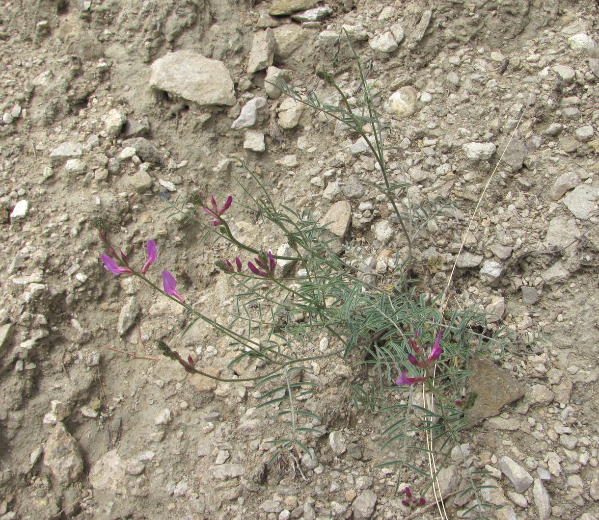 Изображение особи Astragalus haesitabundus.