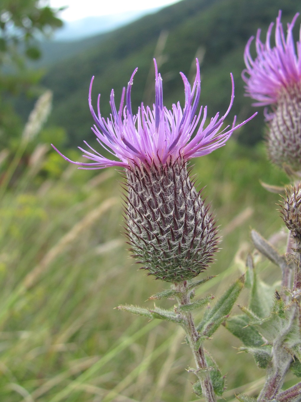 Изображение особи Cirsium euxinum.