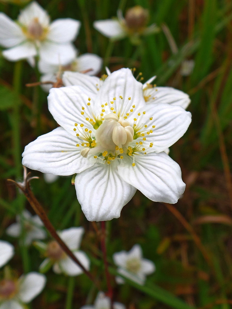 Image of Parnassia palustris specimen.