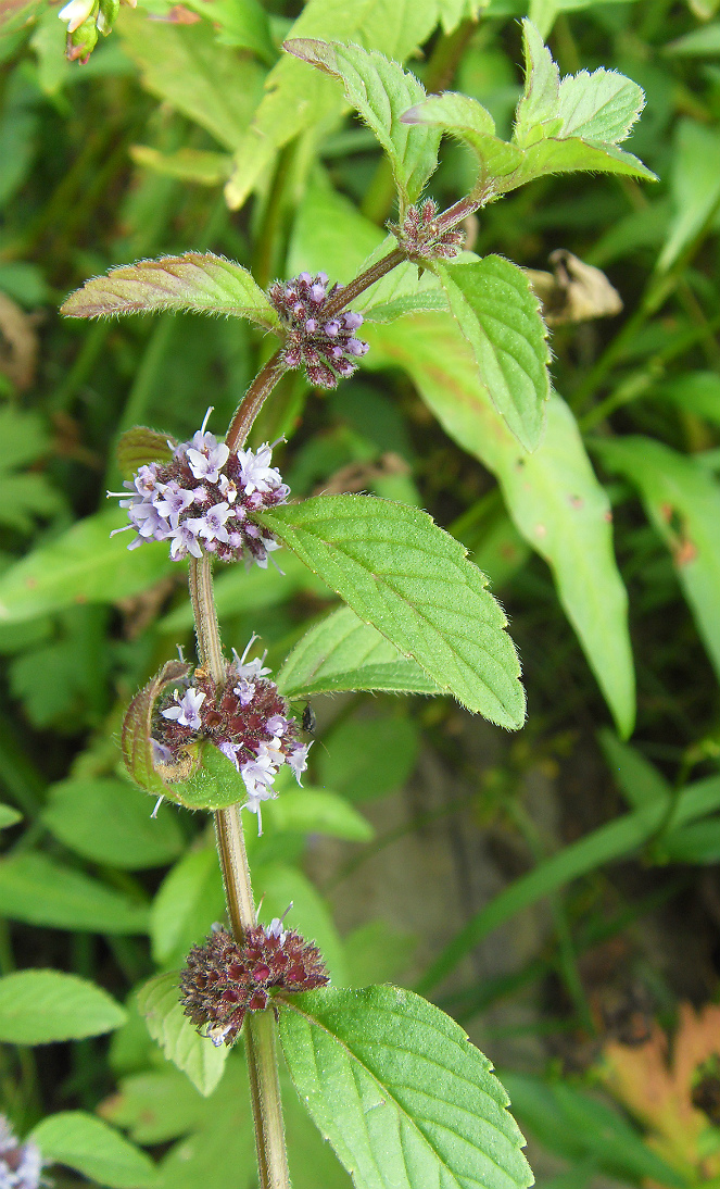 Image of Mentha arvensis specimen.