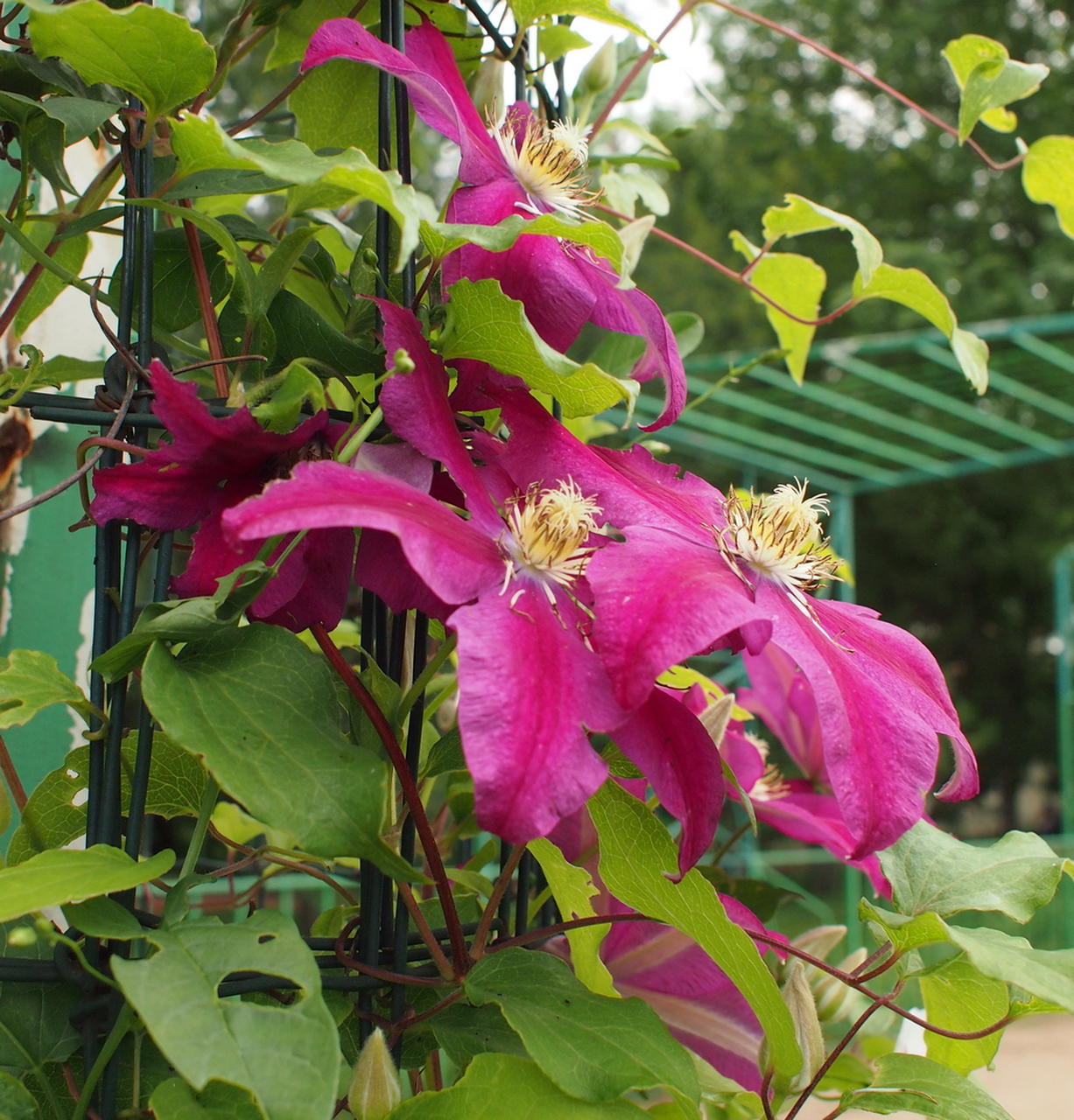 Image of Clematis &times; jackmanii specimen.