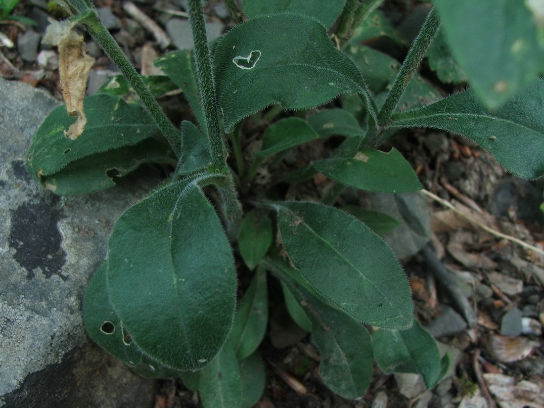 Image of Silene viridiflora specimen.