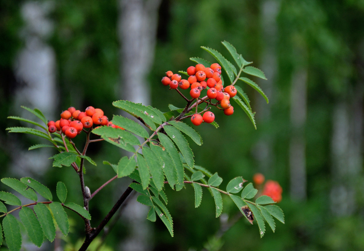 Изображение особи Sorbus aucuparia.