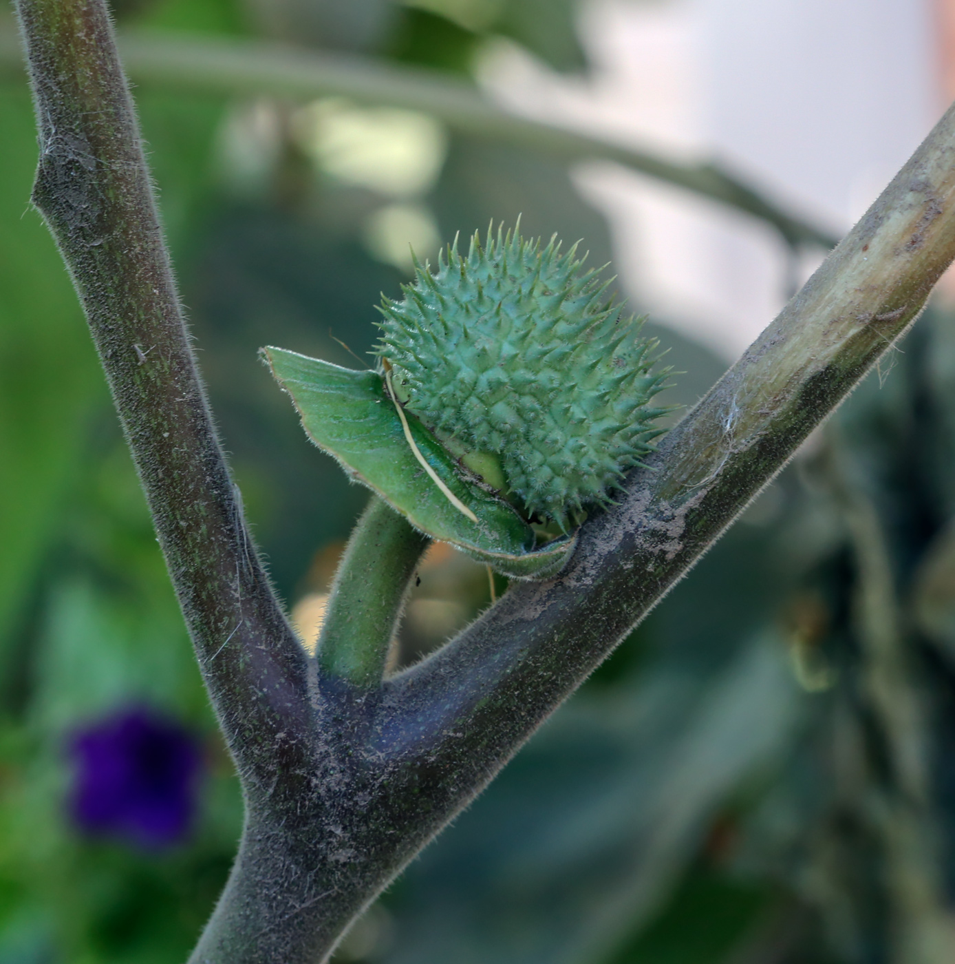 Изображение особи Datura innoxia.