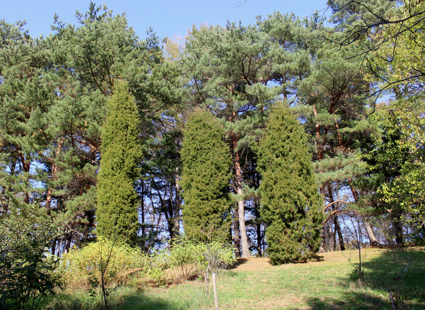 Image of Juniperus rigida specimen.