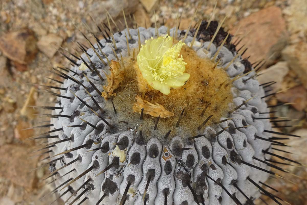 Изображение особи Copiapoa columna-alba.