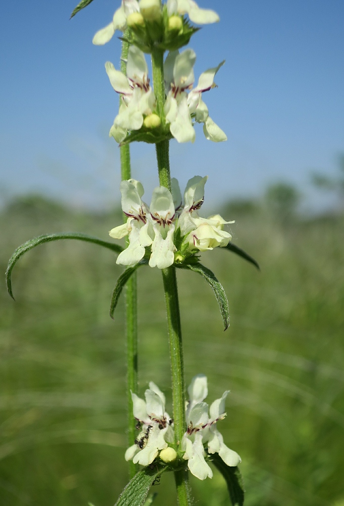 Изображение особи Stachys recta.