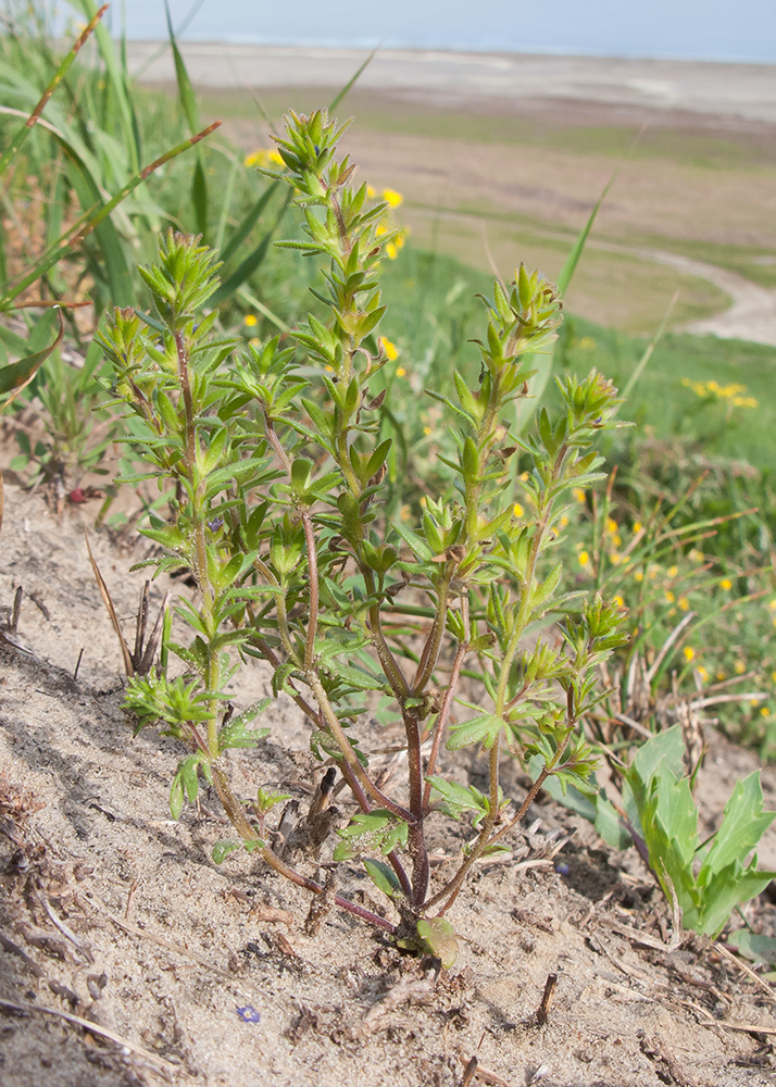 Image of Veronica verna specimen.