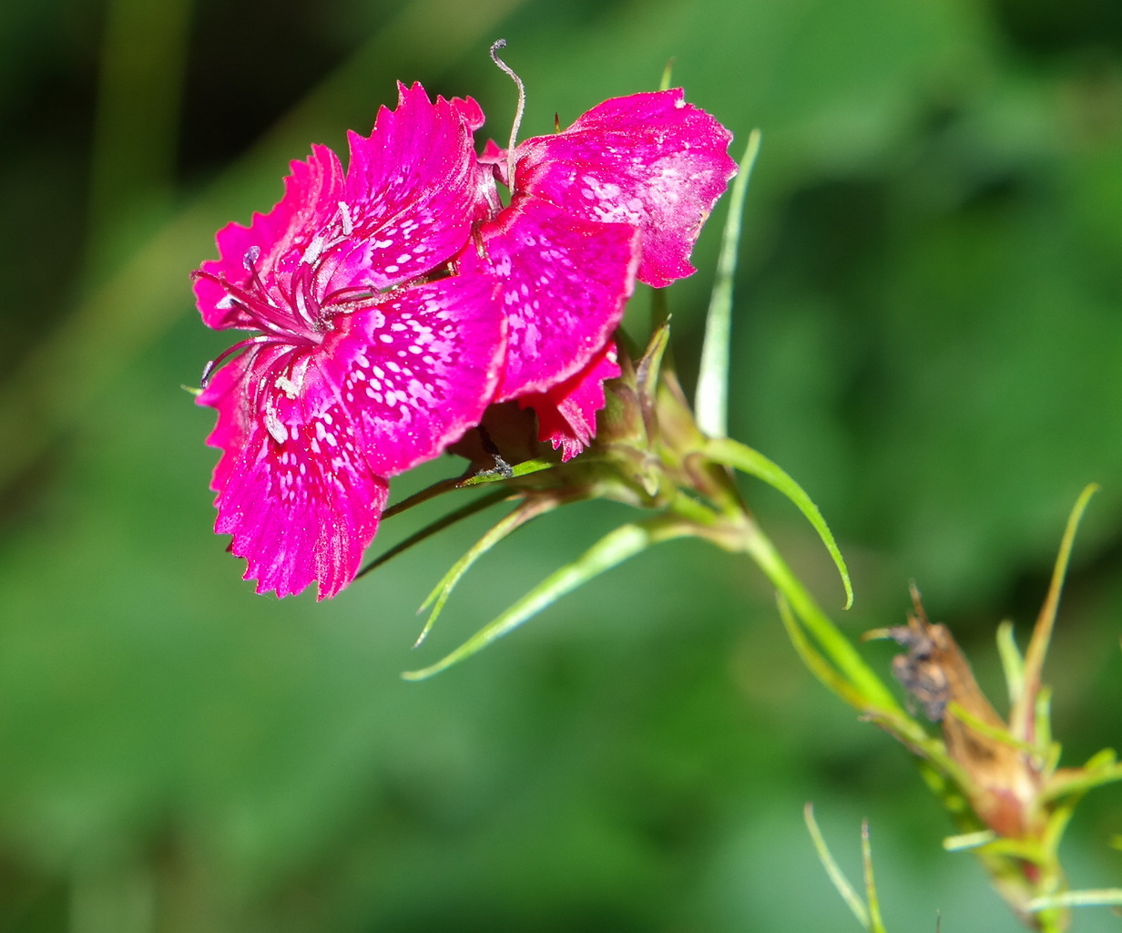 Изображение особи род Dianthus.