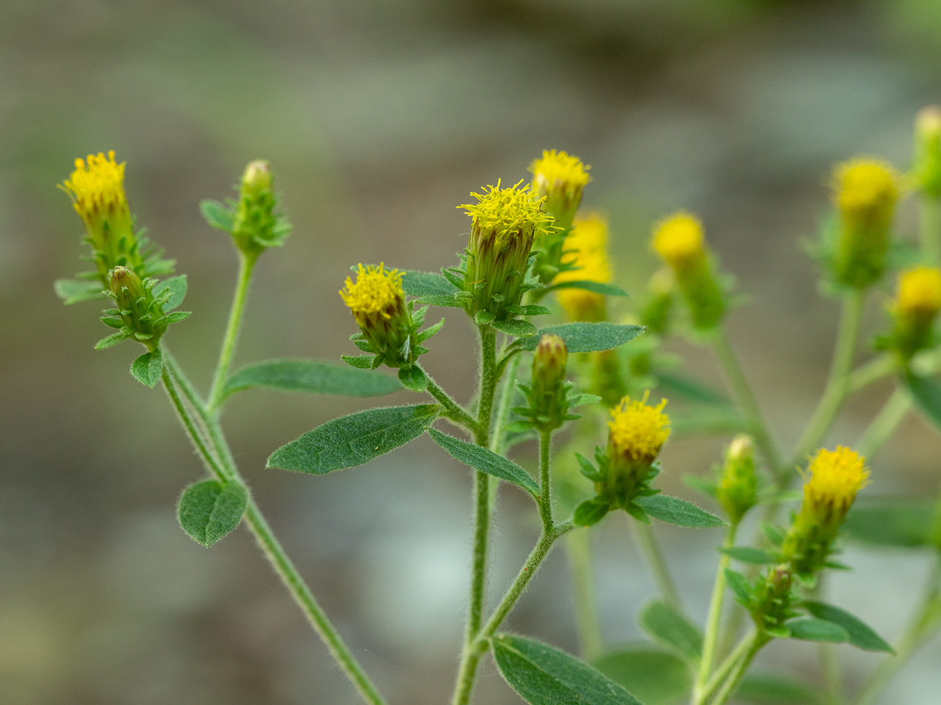 Изображение особи Inula conyza.