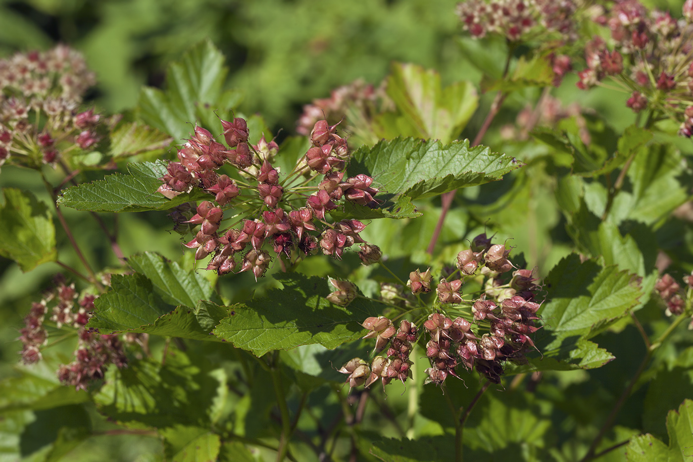 Image of Physocarpus opulifolius specimen.