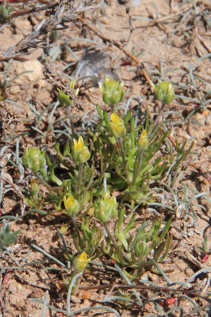 Изображение особи Ceratocephala orthoceras.