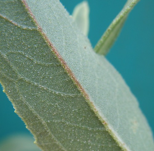 Image of Helianthus rigidus specimen.