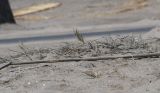 Distichlis spicata