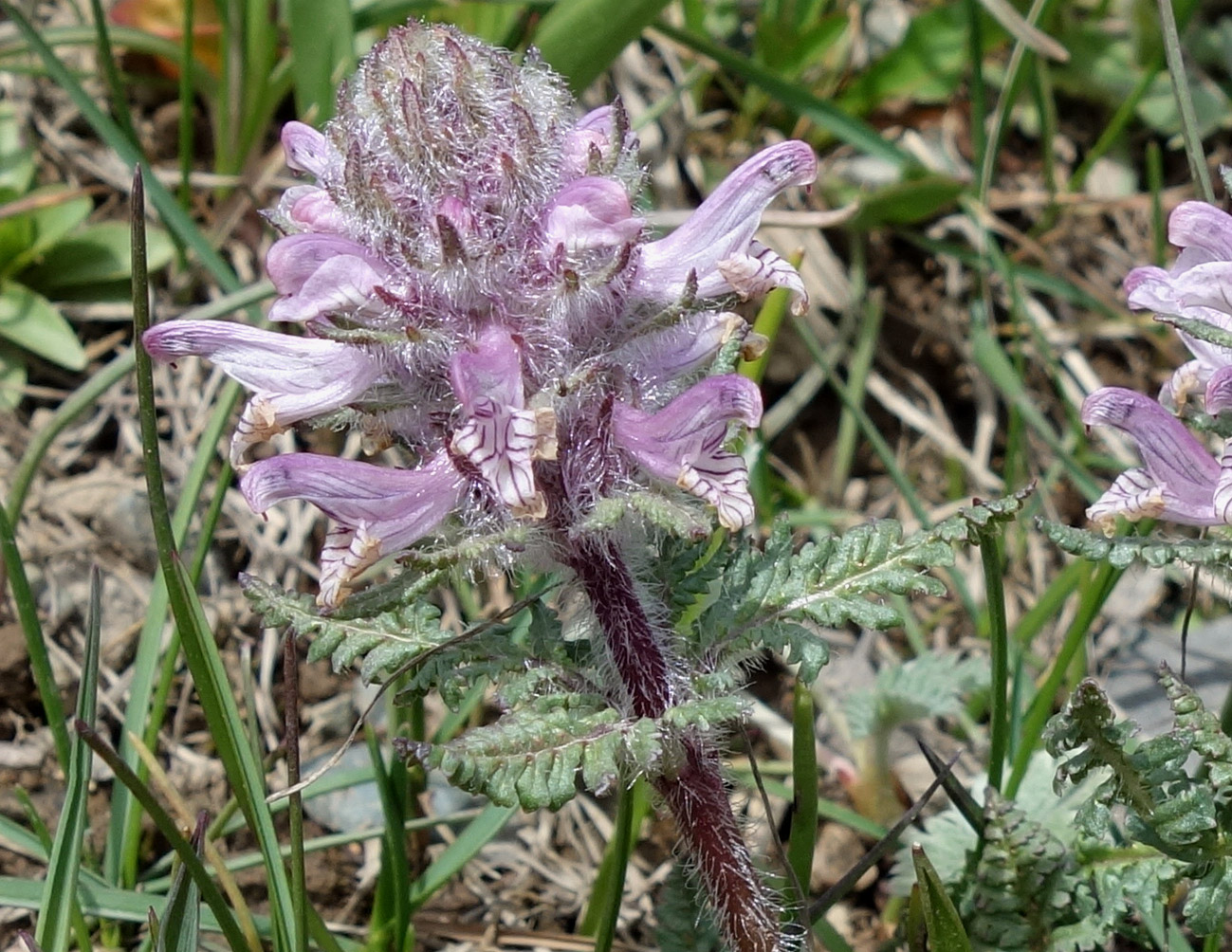 Изображение особи Pedicularis korolkowii.