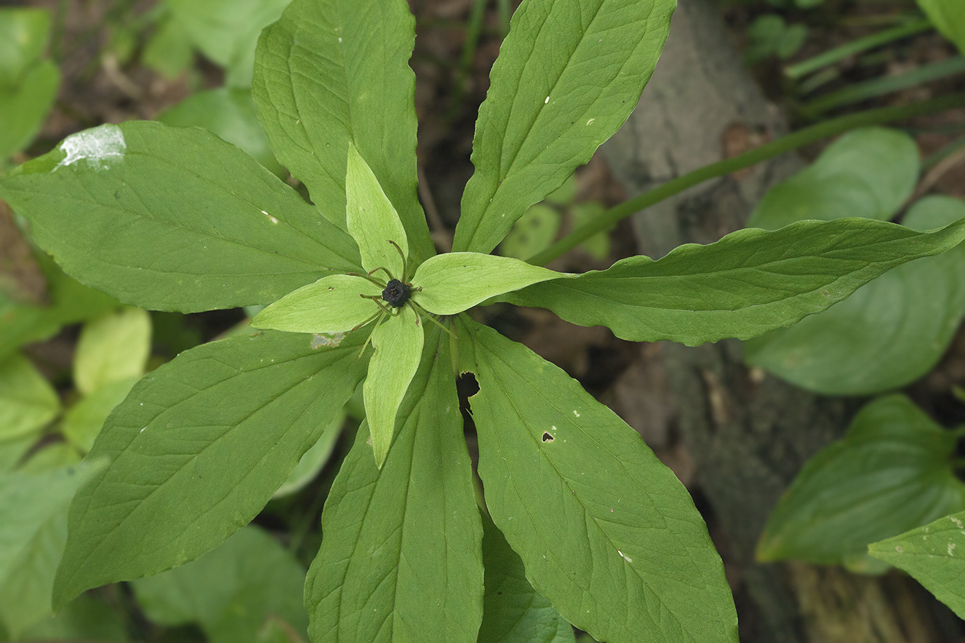 Image of Paris verticillata specimen.