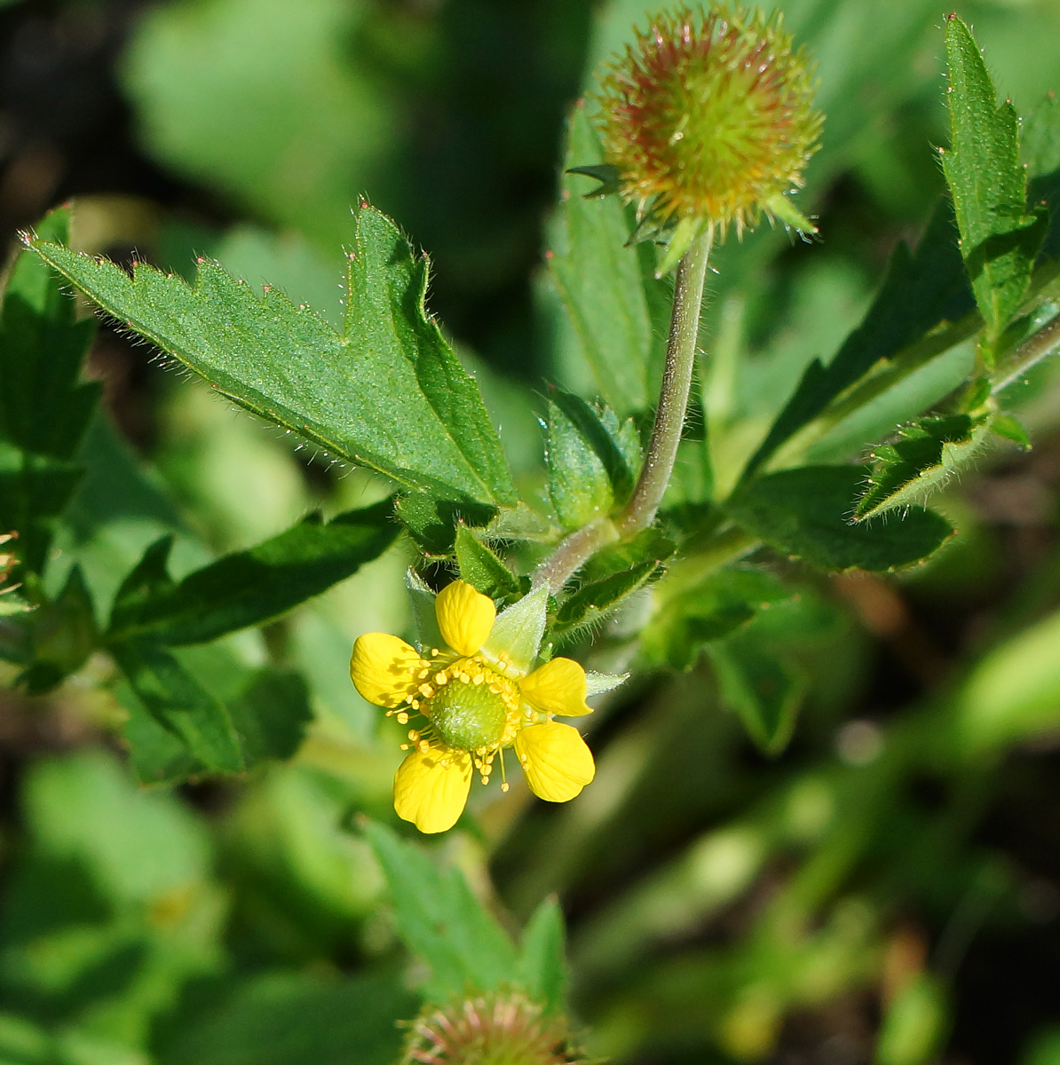 Image of Geum macrophyllum specimen.