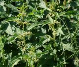 Urtica dioica
