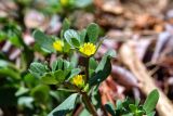 Portulaca oleracea