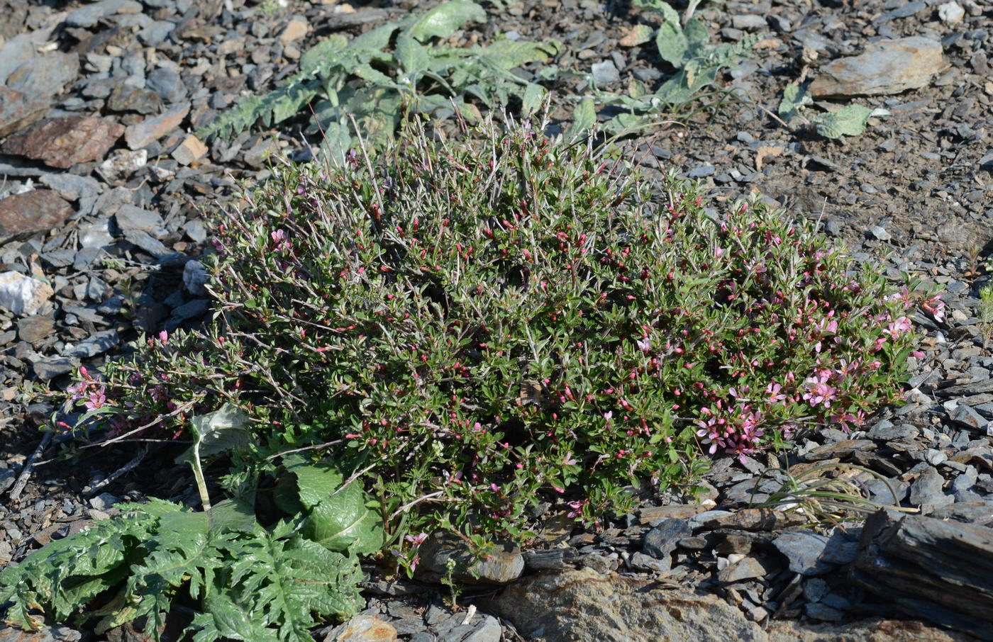 Изображение особи Cerasus erythrocarpa.