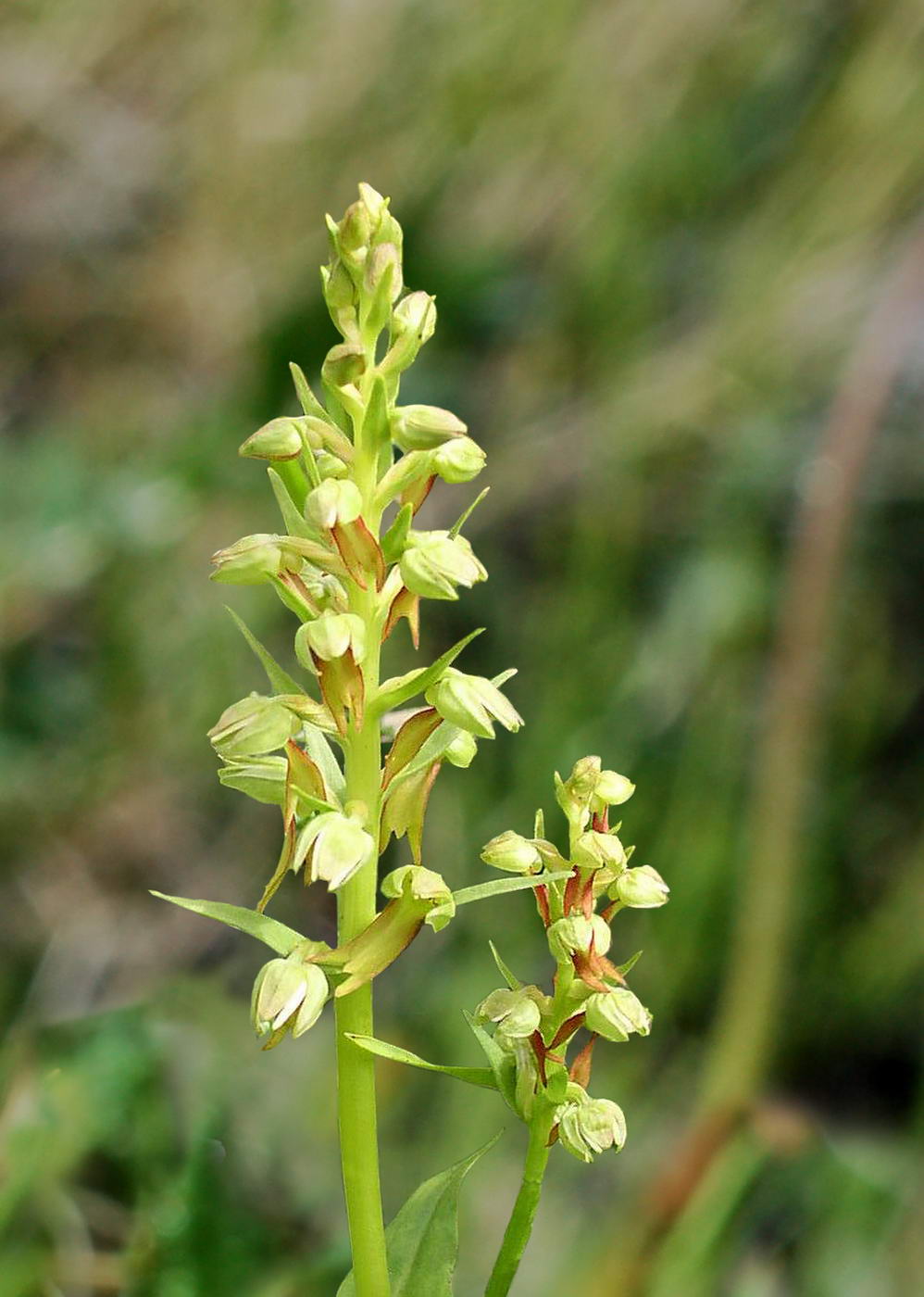 Изображение особи Dactylorhiza viridis.