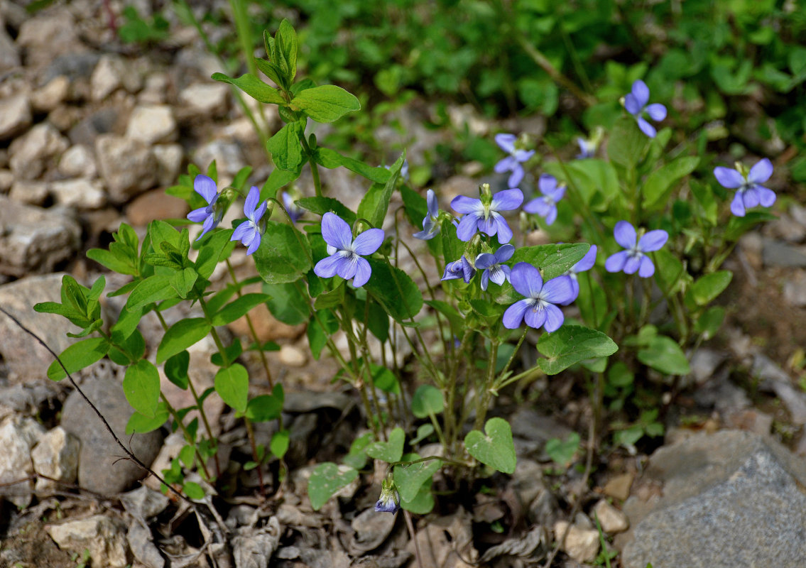 Image of Viola canina specimen.