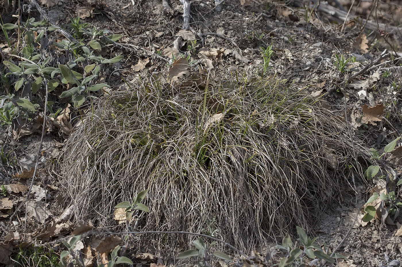 Изображение особи Carex halleriana.
