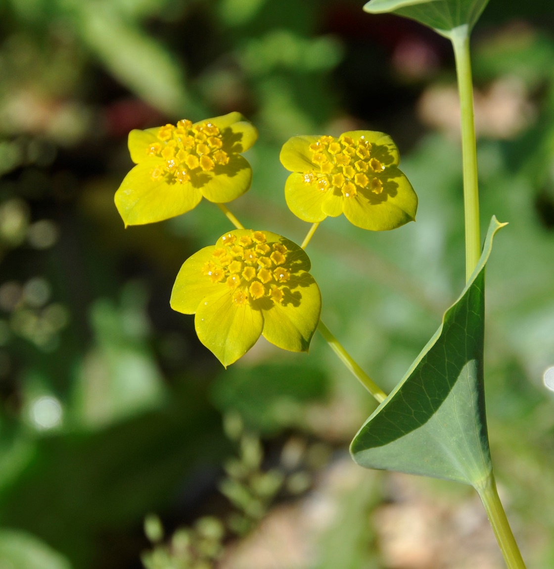 Image of Bupleurum subovatum specimen.