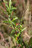 Salix rosmarinifolia. Часть ветки с галлами на листьях. Ленинградская обл., Гатчинский р-н, окр. пос. Пудость, заброшенная травертиновая выработка. Середина мая 2019 г.